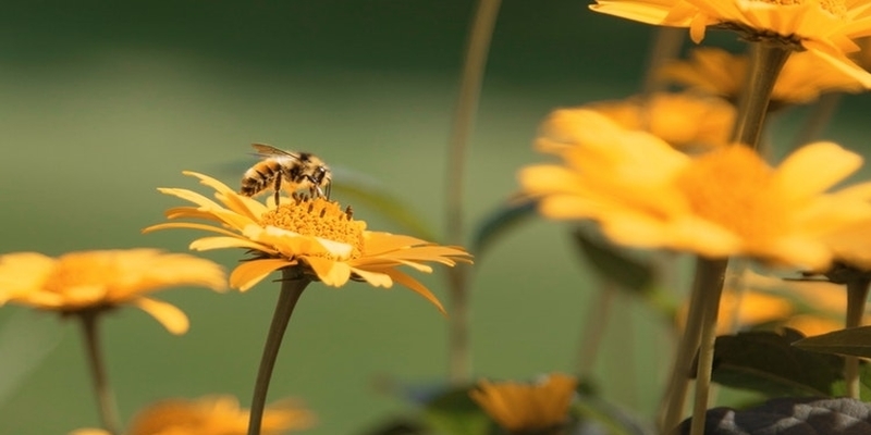 Sajam u Osijeku koji promiče poduzetništvo i nagoviješta proljeće