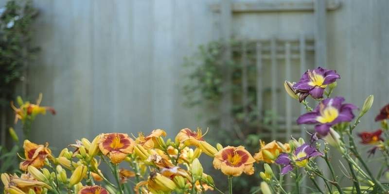 Zašto biljke ne vole slušati rock glazbu?