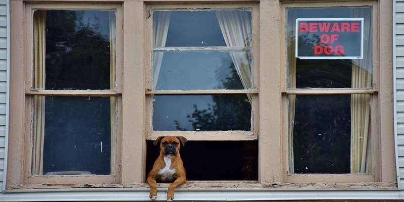 Budite dobri koliko vaš pas misli da jeste