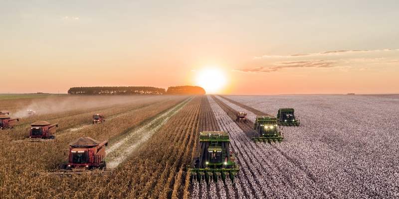 Kokoši mogu trčati do 15km/h, do Bolta im fali skoro 30