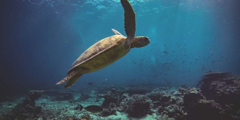 Jedina riba koja bi nam mogla namignuti je morski pas