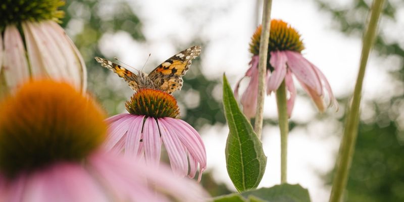 Koje se cvijeće sadi u proljeće i kako se riješiti biljnih uši?
