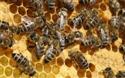 Program osposobljavanja Pčelar/ica
