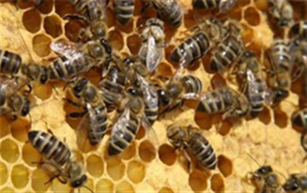 Program osposobljavanja Pčelar/ica