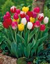 tulip triumph mixed