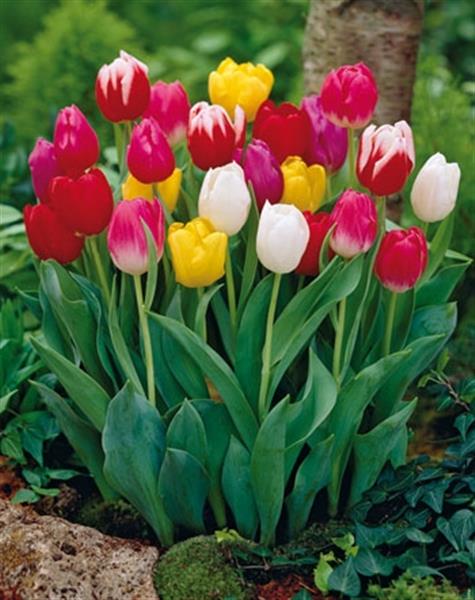 tulip triumph mixed