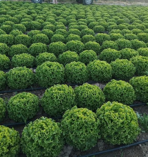 Salata batavia- Kanaryole