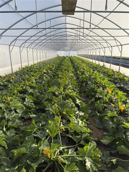 Adriaflora d.o.o. syngenta sjeme povrća 14