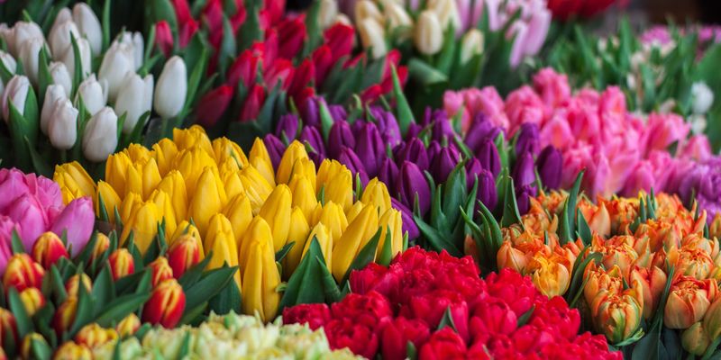 Tulipani i tulipomanija