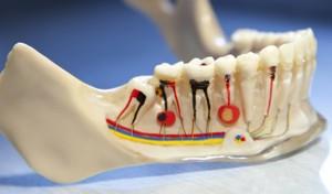 ORDINACIJA DENTALNE MEDICINE mr.sc. LADA HEMERICH MARTINČIĆ dr.med.dent ENDODONCIJA