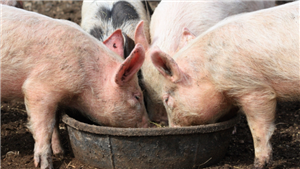 ALLTECH HRVATSKA d.o.o. PROIZVODI ZA HRANIDBU I ZDRAVLJE ŽIVOTINJA