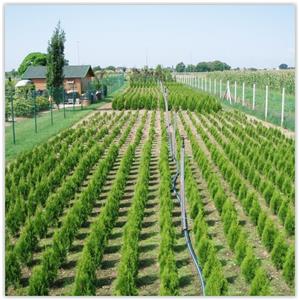 STELLA FLORIS d.o.o. Rasadnik RASADNIK