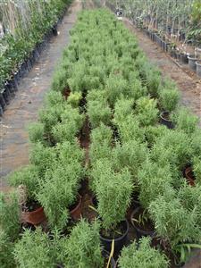 VRTNI CENTAR GERONT d.o.o. RUŽMARIN