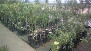 OPUZEN INTERNATIONAL d.o.o. rasadnik sadnica agruma, maslina i ukrasnog bilja SADNICE AGRUMA