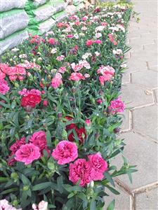 VRTNI CENTAR IVA d.o.o. SADNICE CVIJEĆA