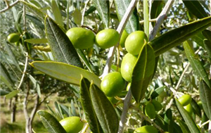 VRTNI CENTAR GERONT d.o.o. SADNICE MASLINA