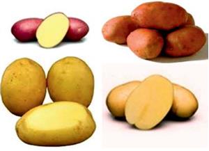 AGRI VRT d.o.o. SJEMENSKI KRUMPIR