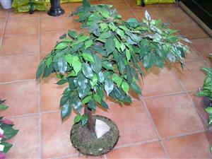 BUHAČ M d.o.o. cvjećarstvo SVILENI BONSAI