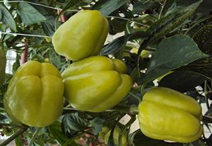 ADRIAFLORA d.o.o. Syngenta sjeme povrća SYNGENTA SJEME POVRĆA