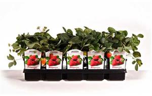 FRAGARIA PLANTA d.o.o. VRTNI CENTAR KUPINEČKI KRALJEVEC-ZAGREB VOĆNE SADNICE