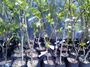 OPUZEN INTERNATIONAL d.o.o. rasadnik sadnica agruma, maslina i ukrasnog bilja VOĆNE SADNICE