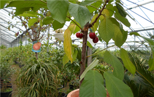 VRTNI CENTAR GERONT d.o.o. VOĆNE SADNICE